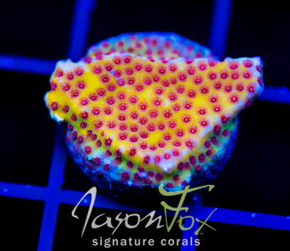 WYSIWYG – Jason Fox Signature Corals