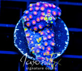 JF PARTY CRASHER CYPHASTREA