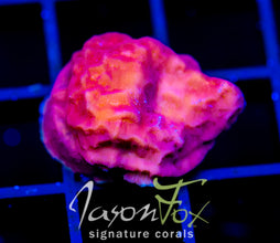 JF RASPBERRY ICE LEPTO