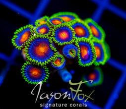 JF DRAGON EYES ZOAS