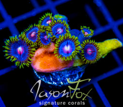 JF BIG BANG ZOA COMBO