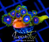 JF BIG BANG ZOA COMBO