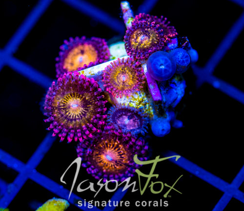 JF MOHICAN SUNS ZOAS