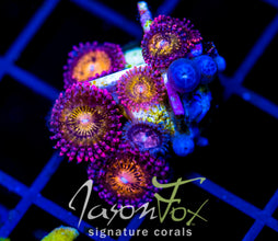 JF MOHICAN SUNS ZOAS