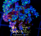 JF RAINBOW CLOVE COMBO