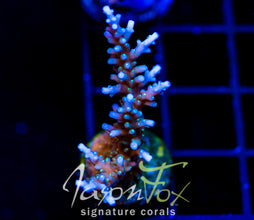 TYREE BLUEBERRY STARS ACRO XL FRAG