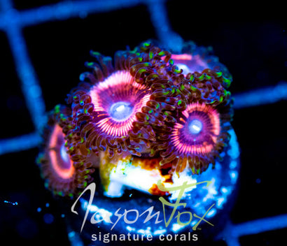 JF BUBBLICIOUS PALYS