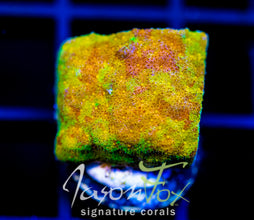 JF SUNSPOT PSAMMOCORA
