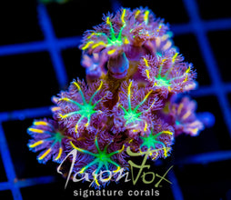 JF YELLOW INFUSED RAINBOW CLOVES