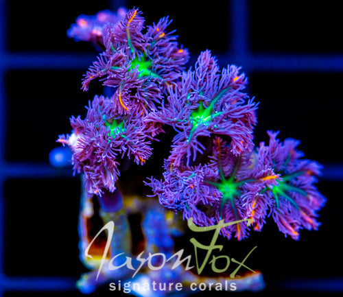 JF ORANGE INFUSED RAINBOW CLOVES