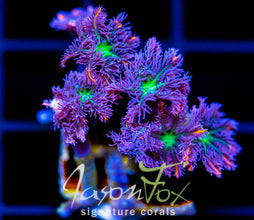 JF ORANGE INFUSED RAINBOW CLOVES