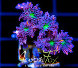 JF ORANGE INFUSED RAINBOW CLOVES