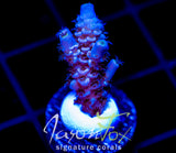 JF PIMPED OUT TENIUS