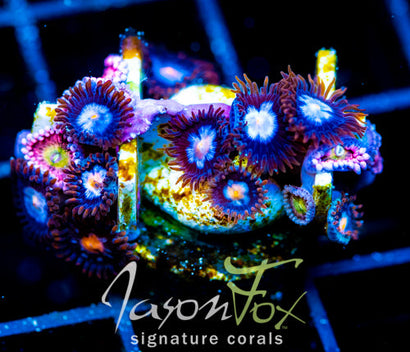 JF COSMIC ECLIPSE ZOAS COMBO