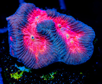 JF WOODSTOCK GONIASTREA