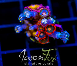 JF ZOA BOUQUET