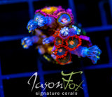 JF ZOA BOUQUET