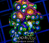 JF STARGAZERS ZOAS COMBO XL FRAG