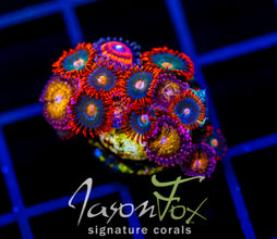 GATORAIDES ZOAS COMBO