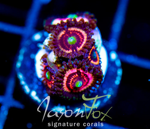 JF DAISY DUKES PALYS