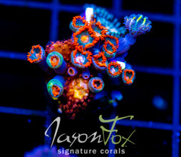 JF YELLOW INFUSED RAINBOW CLOVES COMBO