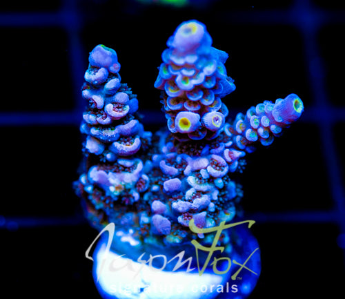 JF PIMPED OUT TENIUS XL FRAG