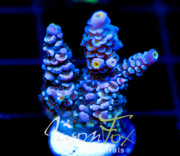 JF PIMPED OUT TENIUS XL FRAG