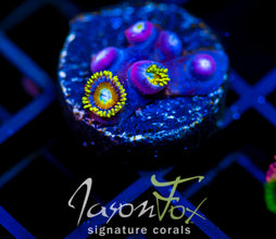 JF AUSSIE SCAMBLED EGG ZOAS