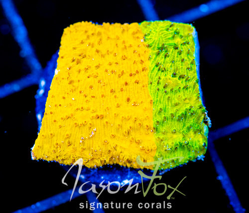 IJAM ECTO COOLER LITHO