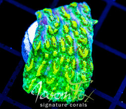 JF LIME LIGHT HYDNO