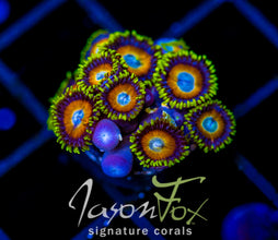 JF AUSSIE SCAMBLED EGG ZOAS