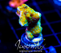 JF SWEET TOOTH MONTI