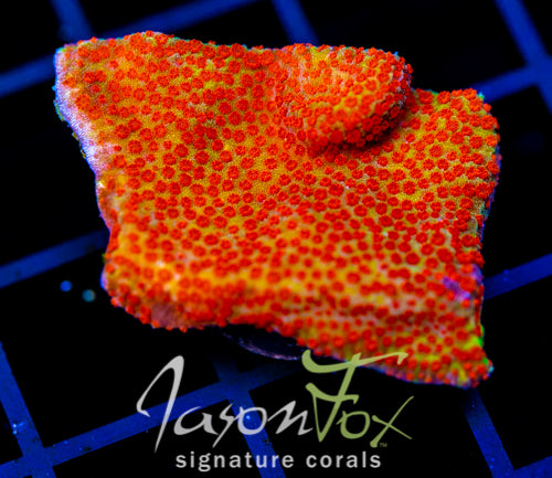 JF REVERSE SUNSET MONTI XL FRAG
