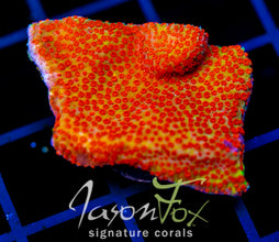 JF REVERSE SUNSET MONTI XL FRAG