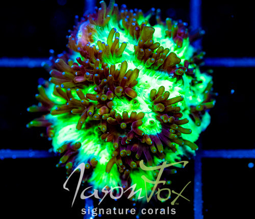 JF HIGHLIGHTER GREEN HYDNO