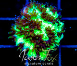 JF HIGHLIGHTER GREEN HYDNO