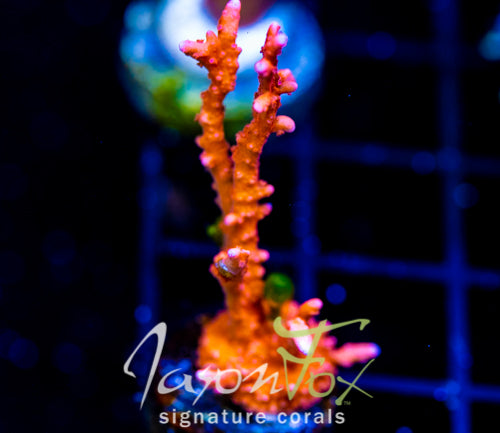 JF FIRESTARTER MONTI HIRSUTA