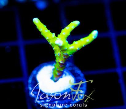 WYSIWYG – Jason Fox Signature Corals