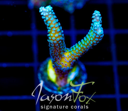 JF ENCHANTED FOREST BN