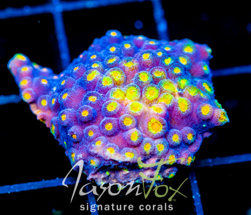 JF TECHNO CYPHASTREA