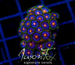 JF ASS MONKEYS ZOAS