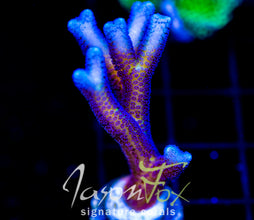 ORA BIRDS OF PARADISE BN
