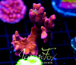 JF BLACK LIGHT SETOSA