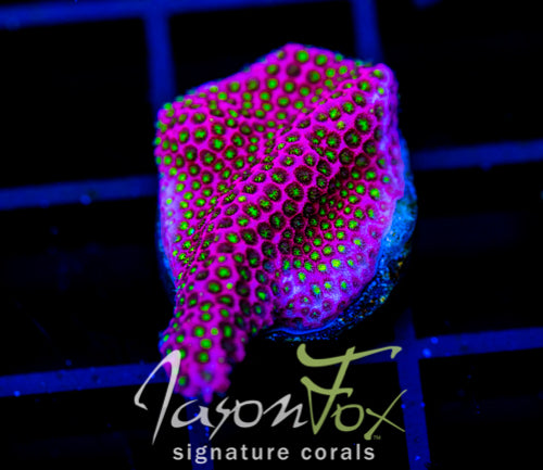 WWC ELECTRIC DAISY STYLO