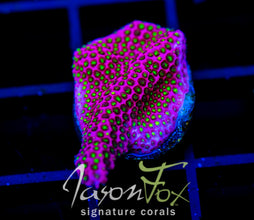 WWC ELECTRIC DAISY STYLO