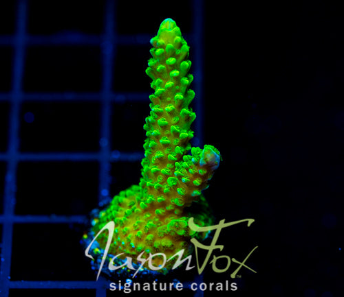 GREEN SLIMER ACRO
