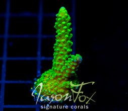 GREEN SLIMER ACRO