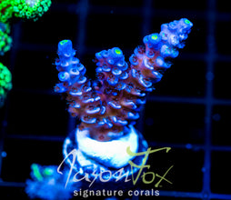 JF PAPA SMURF TENIUS XL FRAG
