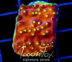 JF FLYING SAUCER SCROLL