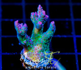 JF STRAWBERRY WINE ACRO XL FRAG